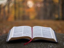 bible page on gray concrete surface